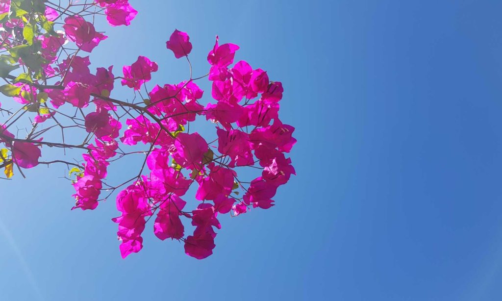 cropped-alte-fontes-6.jpg cropped-alte-fontes-6.jpg